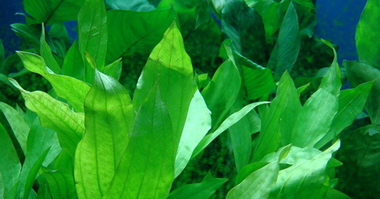 苦草的經(jīng)濟(jì)價(jià)值有哪些呢？