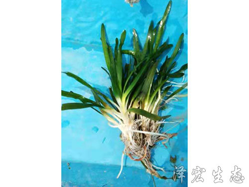 矮型苦草 (1)