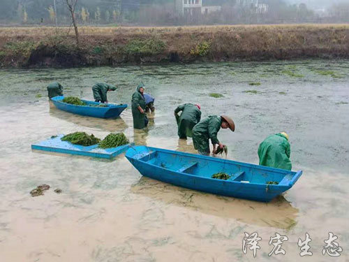 起苗 (5)
