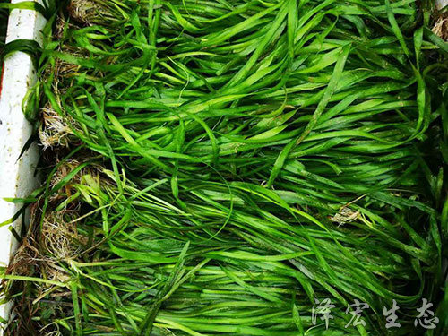 起苗 (7)