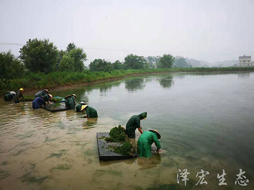 起苗 (8)