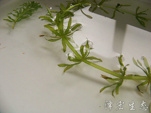 輪葉黑藻 (2)