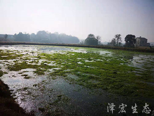 起苗 (1)